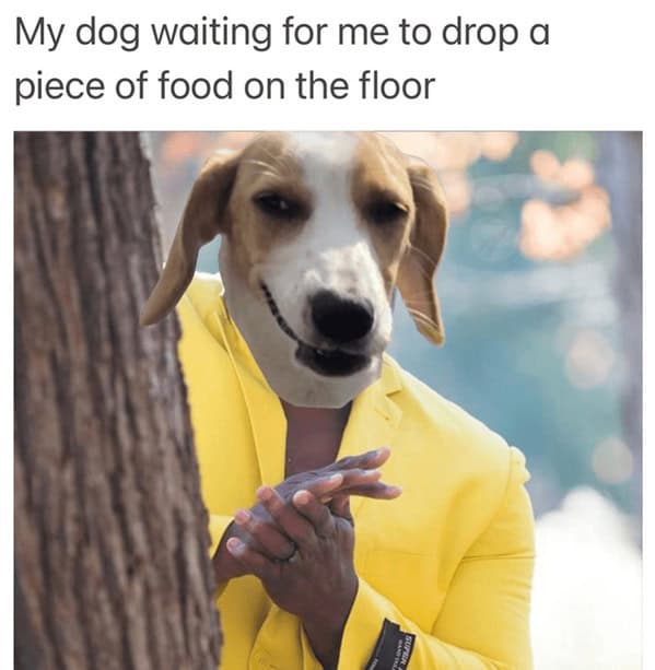 dog memes, pet jokes, canine humor, furry friends, pup memes, doggo humor, tail-wagging jokes