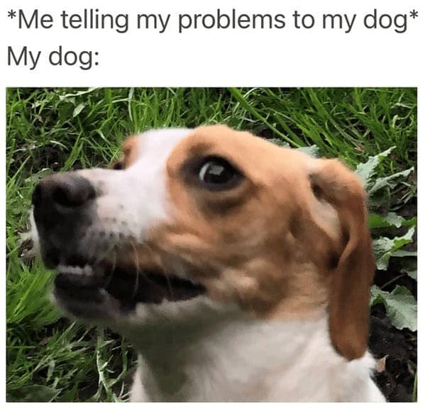 dog memes, pet jokes, canine humor, furry friends, pup memes, doggo humor, tail-wagging jokes