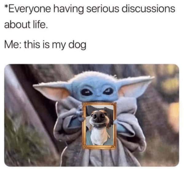 dog memes, pet jokes, canine humor, furry friends, pup memes, doggo humor, tail-wagging jokes