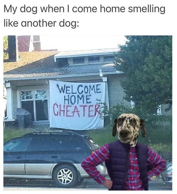 dog memes, pet jokes, canine humor, furry friends, pup memes, doggo humor, tail-wagging jokes