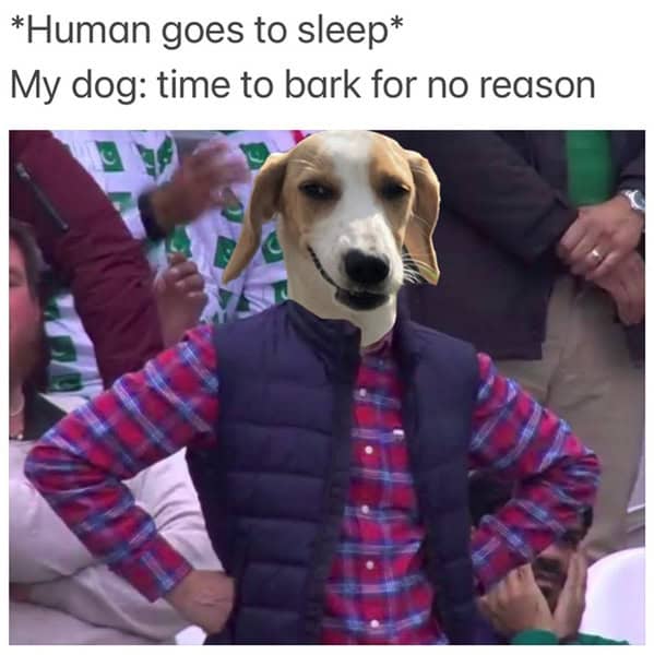 dog memes, pet jokes, canine humor, furry friends, pup memes, doggo humor, tail-wagging jokes