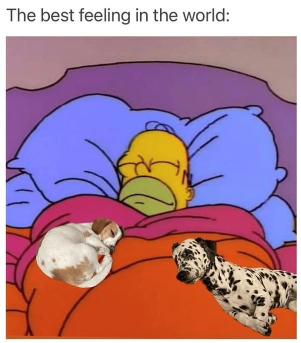 dog memes, pet jokes, canine humor, furry friends, pup memes, doggo humor, tail-wagging jokes