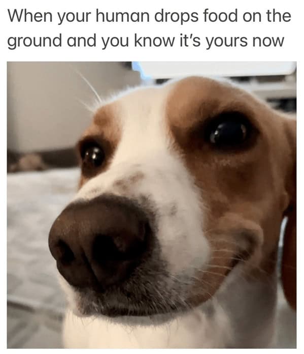 dog memes, pet jokes, canine humor, furry friends, pup memes, doggo humor, tail-wagging jokes