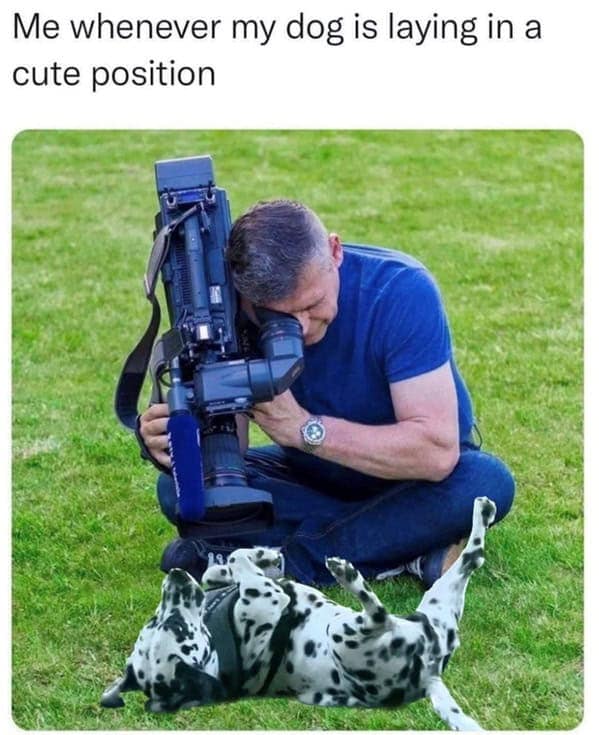 dog memes, pet jokes, canine humor, furry friends, pup memes, doggo humor, tail-wagging jokes