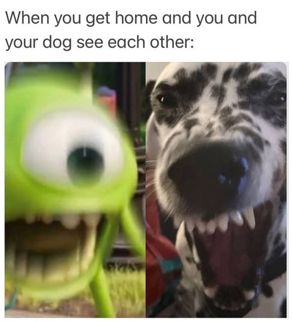 dog memes, pet jokes, canine humor, furry friends, pup memes, doggo humor, tail-wagging jokes
