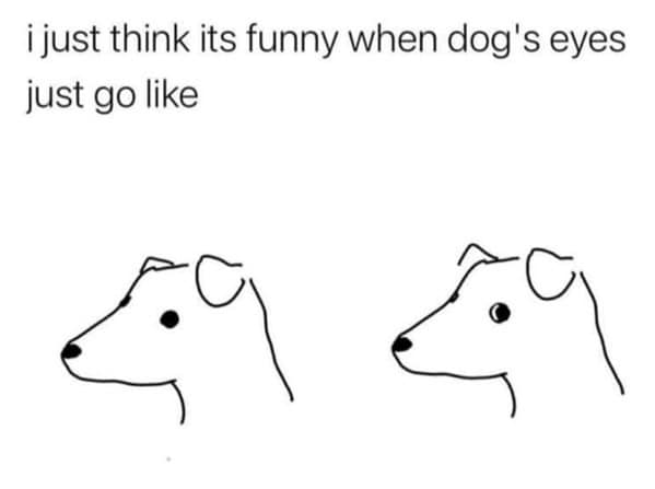 dog memes, pet jokes, canine humor, furry friends, pup memes, doggo humor, tail-wagging jokes