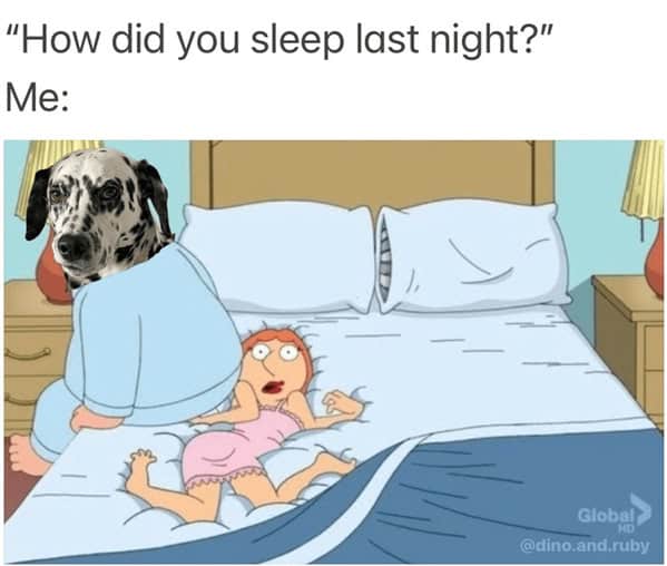 dog memes, pet jokes, canine humor, furry friends, pup memes, doggo humor, tail-wagging jokes