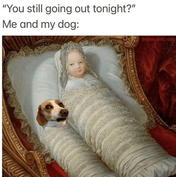 dog memes, pet jokes, canine humor, furry friends, pup memes, doggo humor, tail-wagging jokes