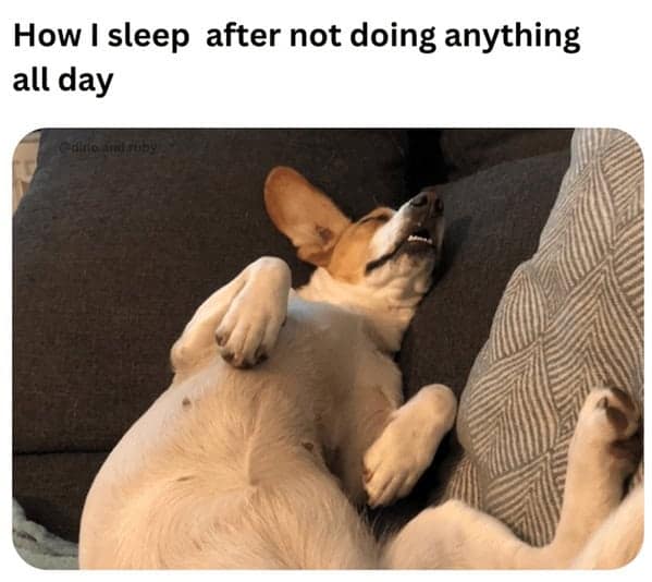 dog memes, pet jokes, canine humor, furry friends, pup memes, doggo humor, tail-wagging jokes