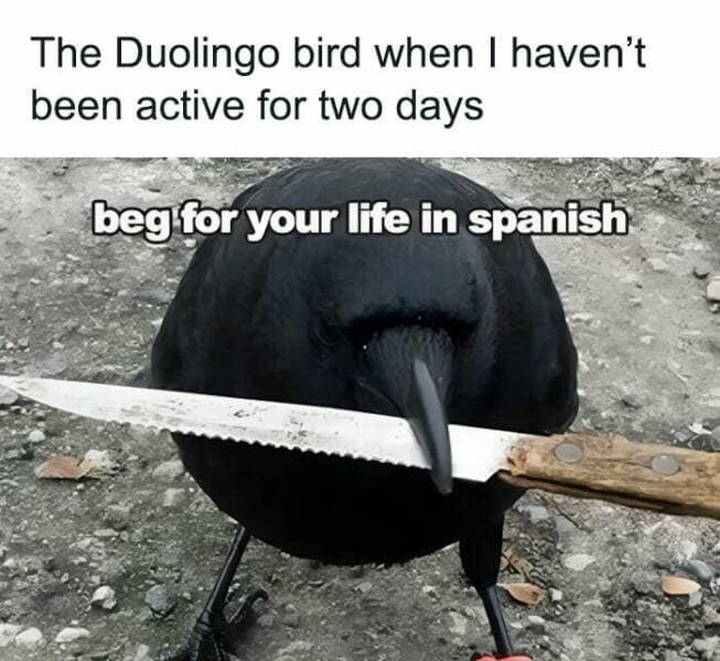 duolingo memes, language learning jokes, app humor, motivational memes