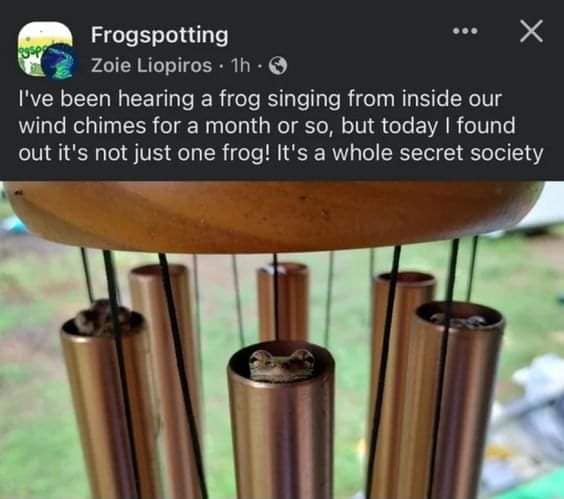 I've been hearing a frog singing from inside our wind chimes for a month or so, but today I found out it's not just one frog! It's a whole secret society