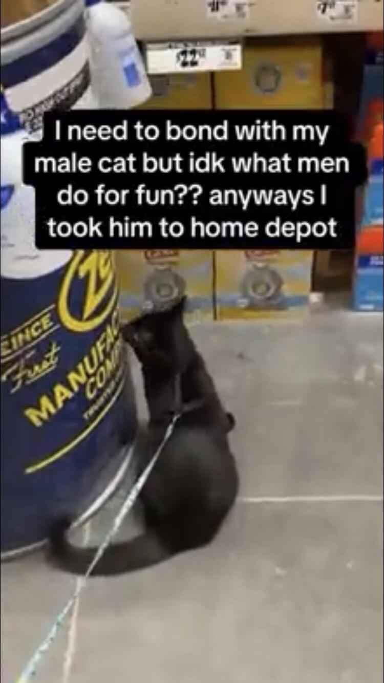 funny pics. I need to bond with my male cat but idk what men do for fun?? anyways I took him to home depot