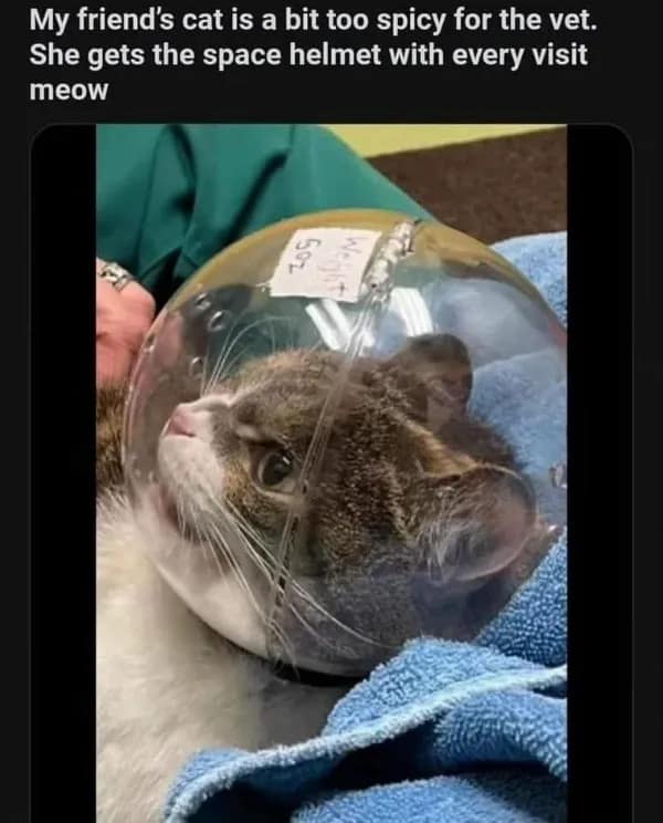 funny pics. My friend's cat is a bit too spicy for the vet. She gets the space helmet with every visit meow