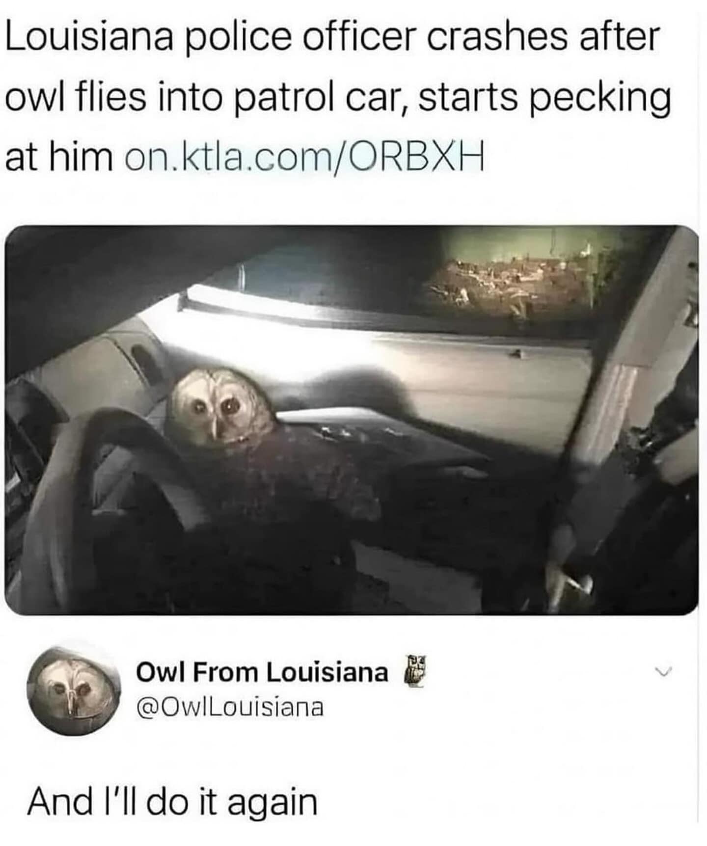 funny pics. Louisiana police officer crashes after owl flies into patrol car, starts pecking at him