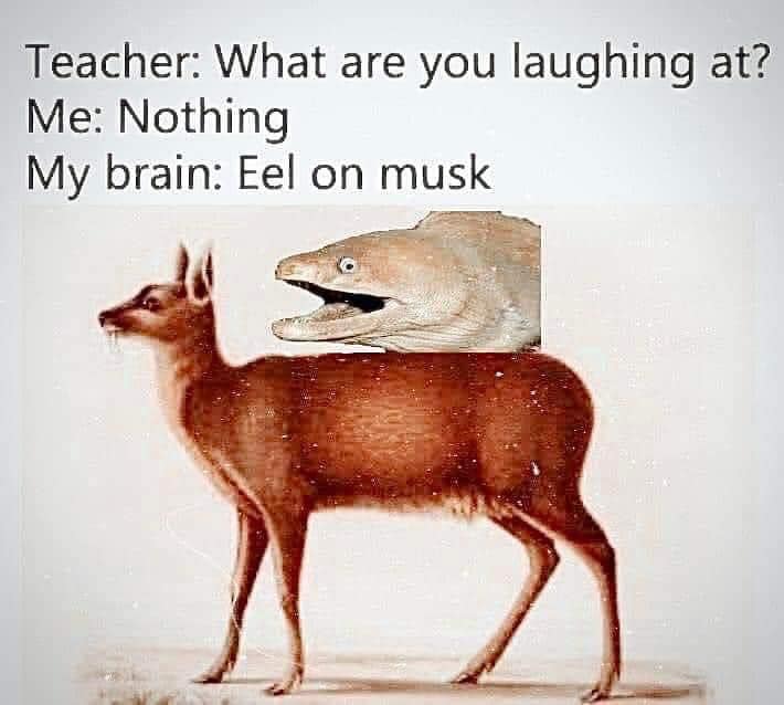 funny puns, punny memes, bad puns, Puns, Wordplay, terribly puns, dad jokes