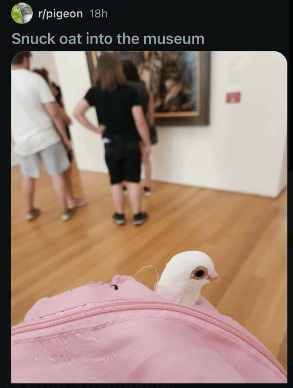 funny reddit posts, funny reddits, Hilarious Reddit content, Weird Reddit, Reddit finds