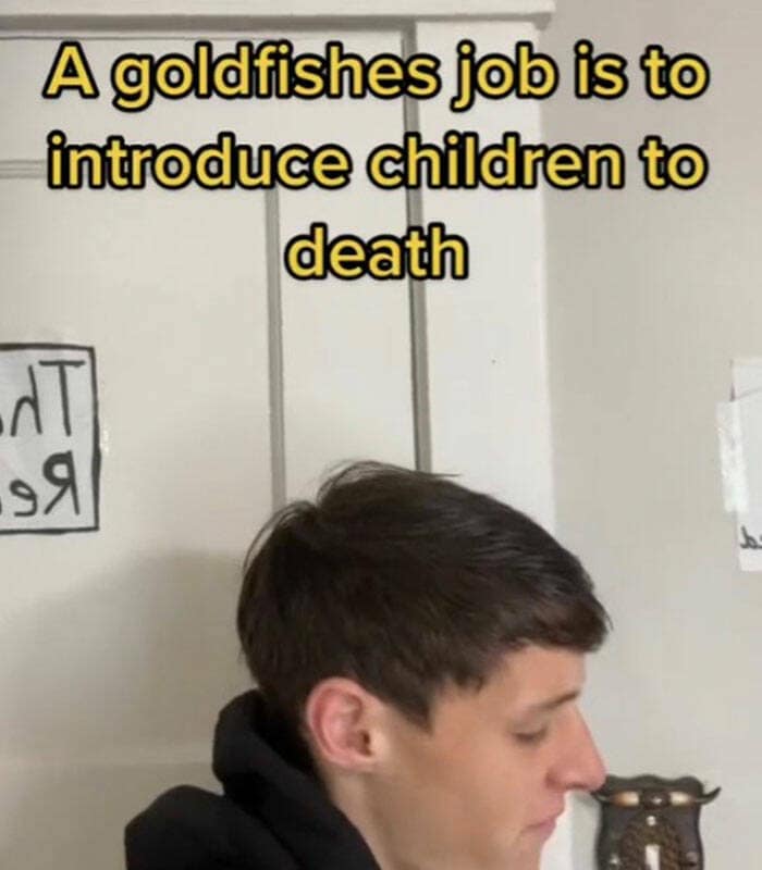 A goldfishes job is to introduce children to death