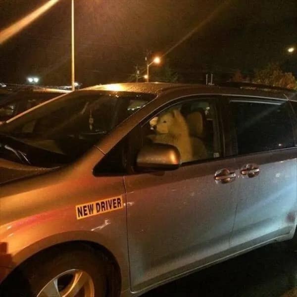 meme dump. funny memes, hilarious memes, daily memes, internet humor, laughter extravaganza, meme compilation, humor collection, laughter fest