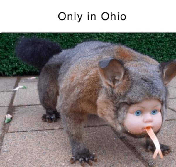 Ohio memes.