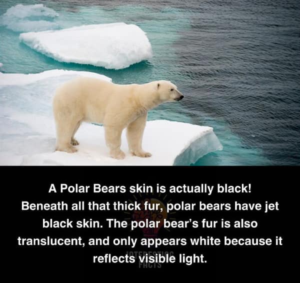 random facts, tidbits, knowledge