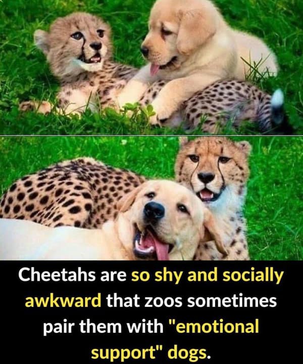 random facts, tidbits, knowledge