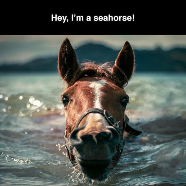 summer memes, summertime memes, summertime humor, beach memes, hot weather memes, summer fun jokes, funny summer pics