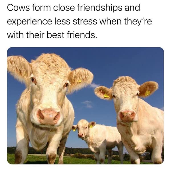 wholesome memes, heartwarming memes, uplifting memes, Feel-good memes, Positive memes, kindness memes