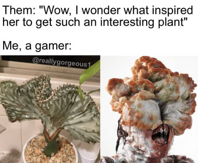 Them: "Wow, I wonder what inspired her to get such an interesting plant" Me, a gamer: