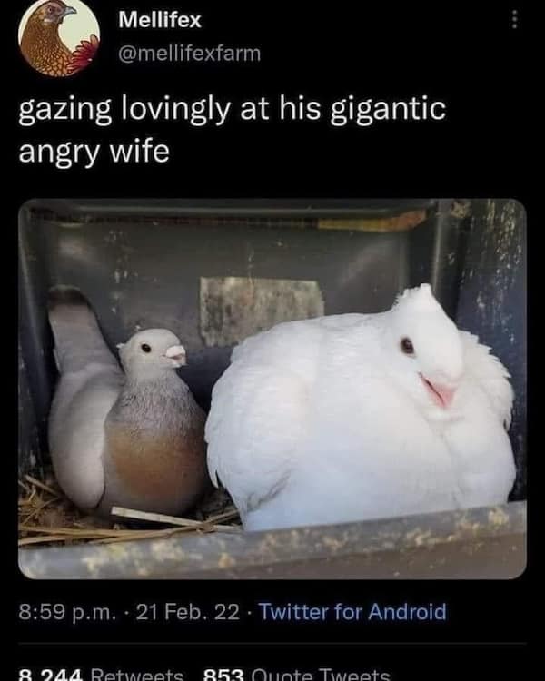 animal memes, pet memes, funny animal pictures, hilarious pet moments, animal jokes, pet humor, funny animal memes