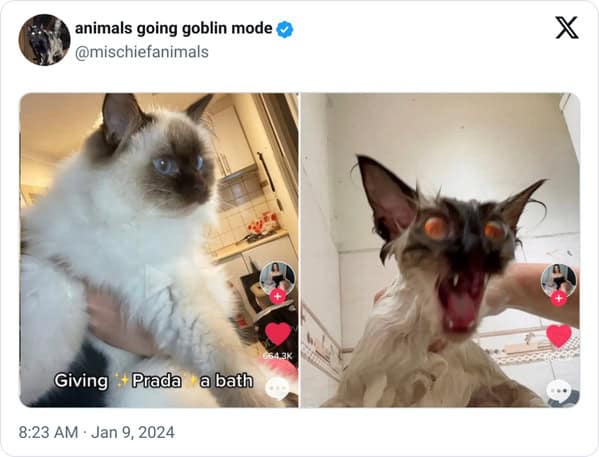 animal memes, animals going goblin mode, Goblin mode memes, Funny pet memes, Hilarious animal behavior