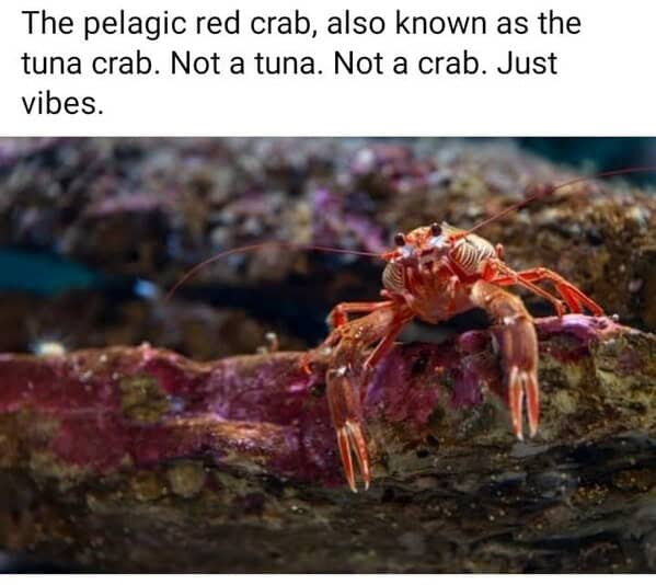 animal memes, pet memes, funny animal pictures, hilarious pet moments, animal jokes, pet humor, funny animal memes