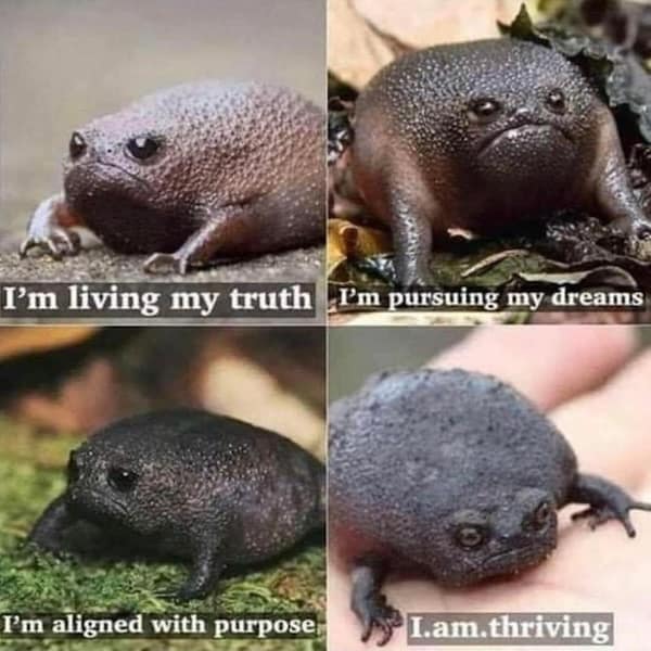 animal memes, pet memes, funny animal pictures, hilarious pet moments, animal jokes, pet humor, funny animal memes