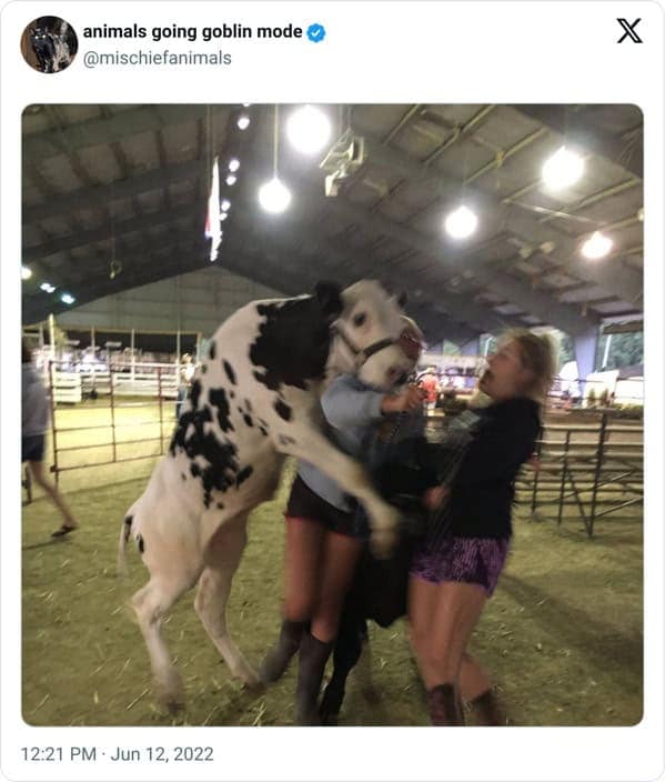 animal memes, animals going goblin mode, Goblin mode memes, Funny pet memes, Hilarious animal behavior