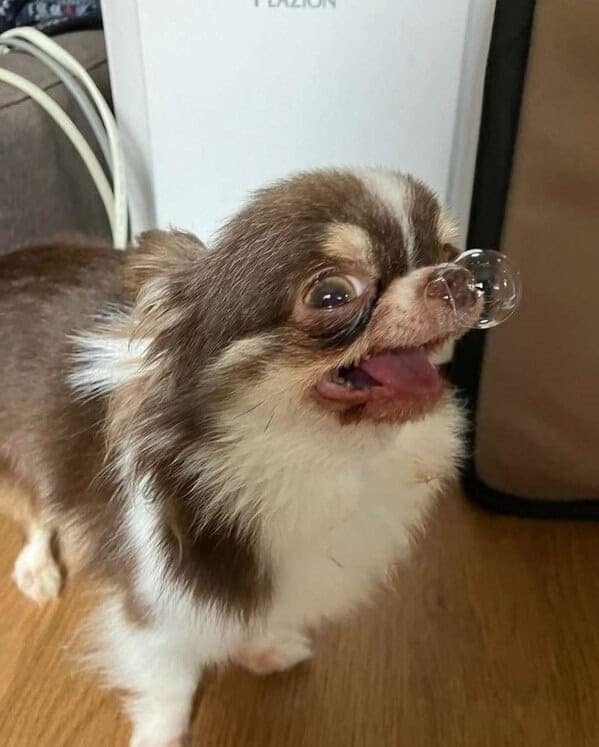 animal memes, animals going goblin mode, Goblin mode memes, Funny pet memes, Hilarious animal behavior