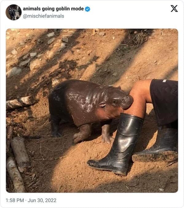 animal memes, animals going goblin mode, Goblin mode memes, Funny pet memes, Hilarious animal behavior