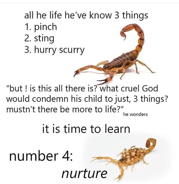 animal memes, pet memes, funny animal pictures, hilarious pet moments, animal jokes, pet humor, funny animal memes