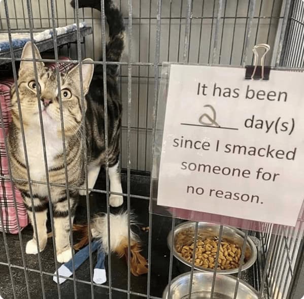 animal memes, animals going goblin mode, Goblin mode memes, Funny pet memes, Hilarious animal behavior