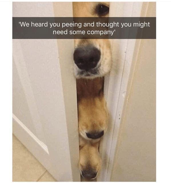 animal memes, pet memes, funny animal pictures, hilarious pet moments, animal jokes, pet humor, funny animal memes