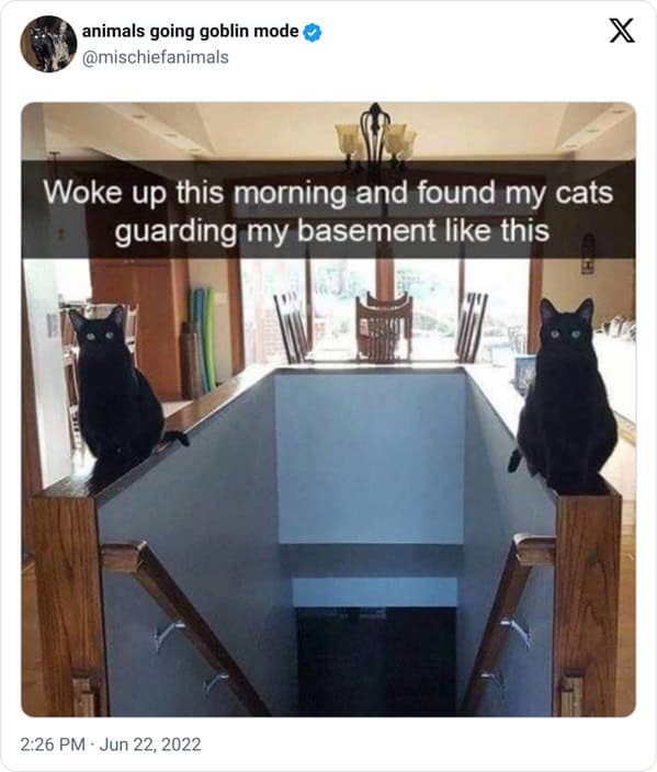 animal memes, animals going goblin mode, Goblin mode memes, Funny pet memes, Hilarious animal behavior