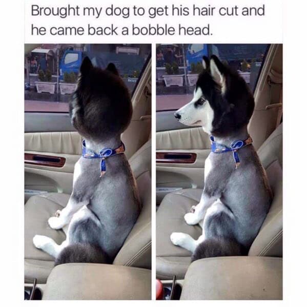 animal memes, pet memes, funny animal pictures, hilarious pet moments, animal jokes, pet humor, funny animal memes