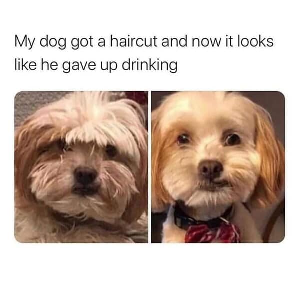 animal memes, pet memes, funny animal pictures, hilarious pet moments, animal jokes, pet humor, funny animal memes