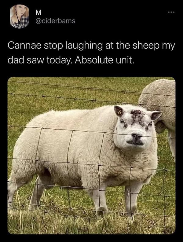 animal memes, animals going goblin mode, Goblin mode memes, Funny pet memes, Hilarious animal behavior