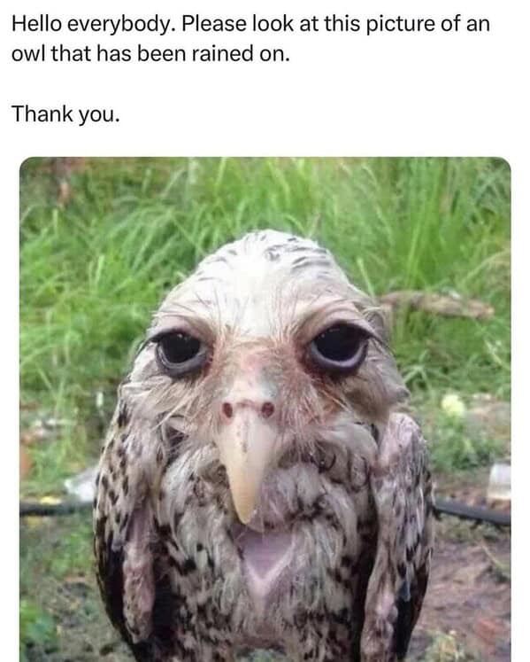 animal memes, pet memes, funny animal pictures, hilarious pet moments, animal jokes, pet humor, funny animal memes