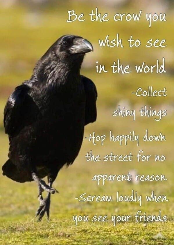 animal memes, pet memes, funny animal pictures, hilarious pet moments, animal jokes, pet humor, funny animal memes