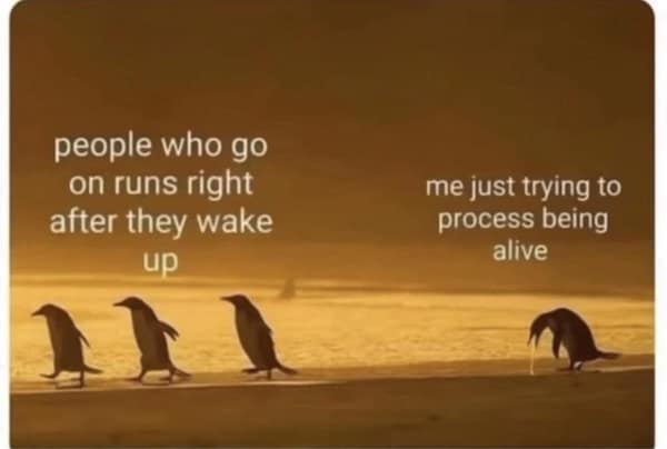 animal memes, pet memes, funny animal pictures, hilarious pet moments, animal jokes, pet humor, funny animal memes