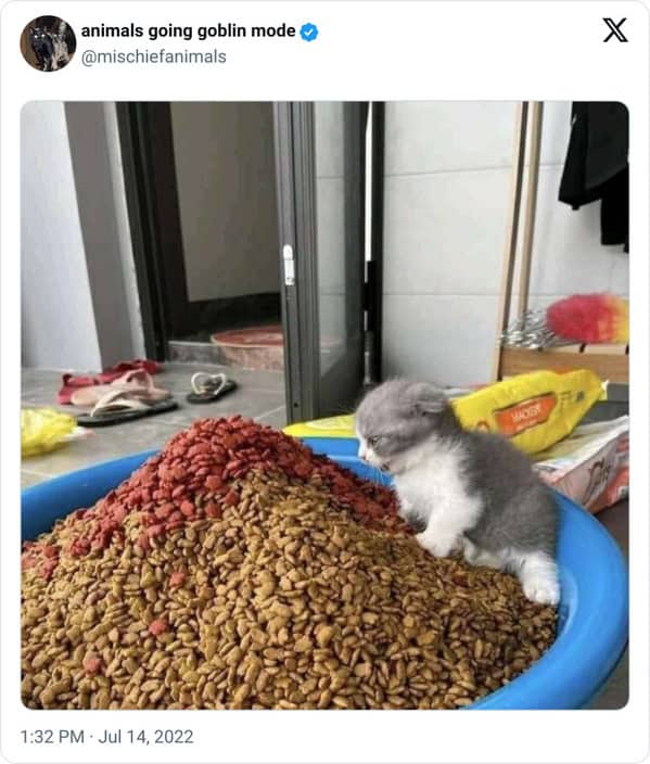 animal memes, animals going goblin mode, Goblin mode memes, Funny pet memes, Hilarious animal behavior