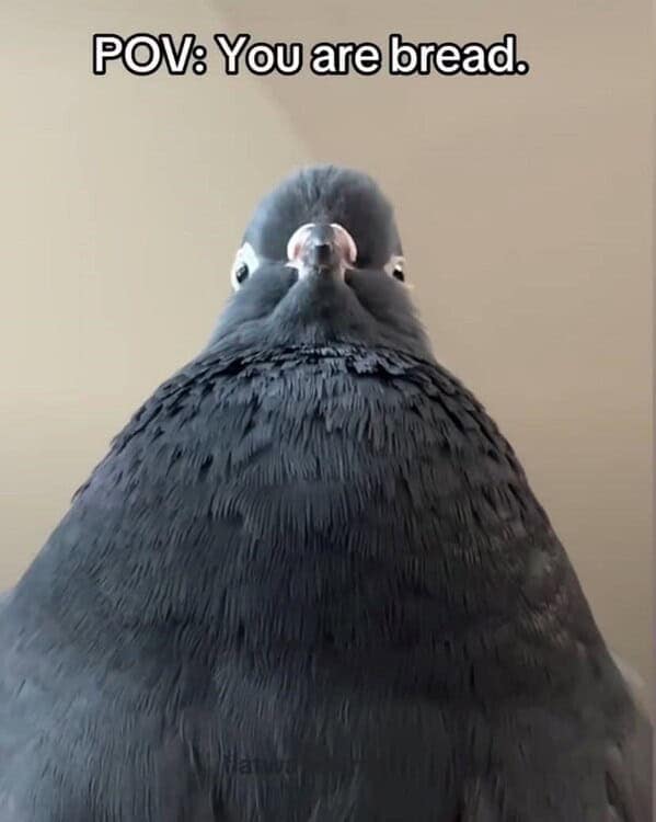 animal memes, pet memes, funny animal pictures, hilarious pet moments, animal jokes, pet humor, funny animal memes