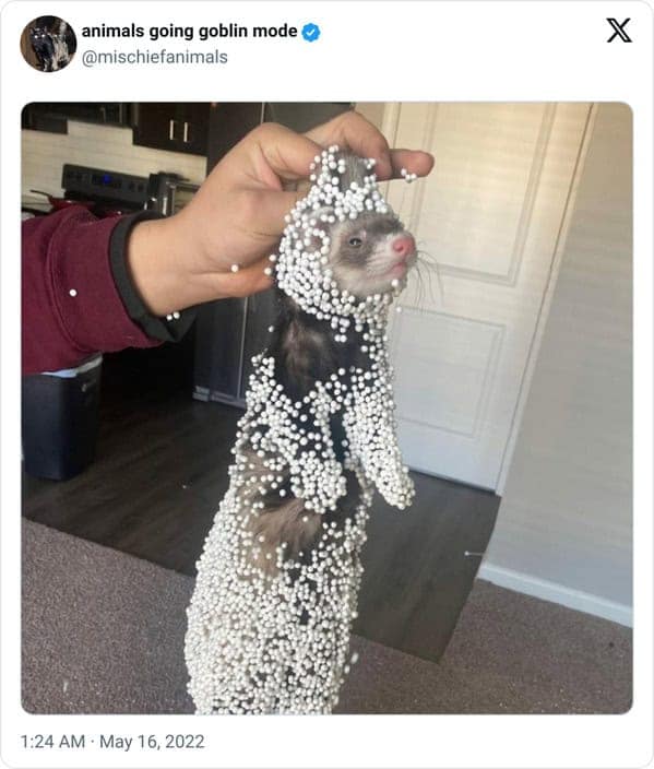 animal memes, animals going goblin mode, Goblin mode memes, Funny pet memes, Hilarious animal behavior