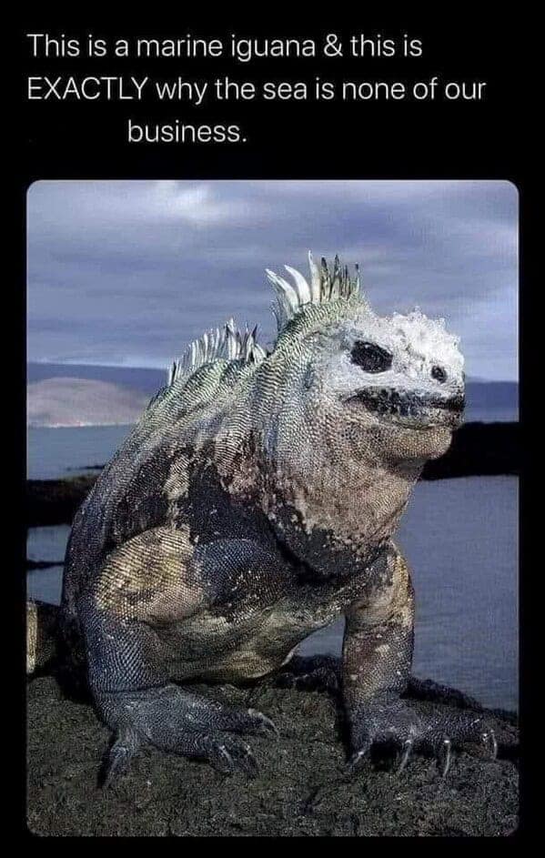 animal memes, pet memes, funny animal pictures, hilarious pet moments, animal jokes, pet humor, funny animal memes