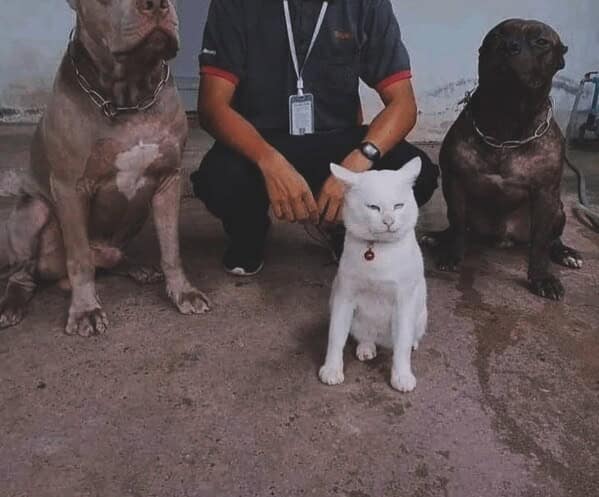 animal memes, animals going goblin mode, Goblin mode memes, Funny pet memes, Hilarious animal behavior